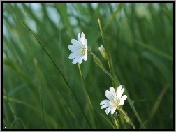 Trawa, Kwiatki, Białe, Rogownica Polna