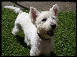 trawa, West Highland White Terrier, zielona