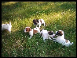 trawa, Jack Russell Terrier, zielona