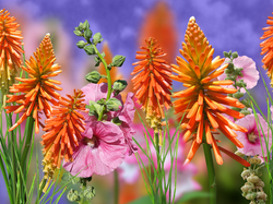 Trytoma groniasta, Kwiaty, Malwy