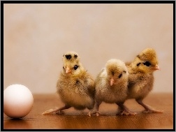 Jajko, Trzy, Kurczaczki