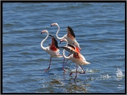 Morze, Trzy, Flamingi