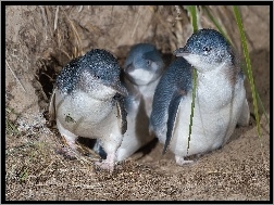 Pingwiny, Trzy, Młode