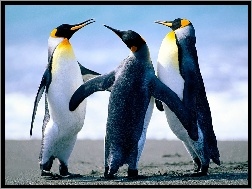 trzy, pingwiny