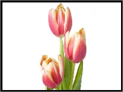 Tulipany, Trzy, Różowe