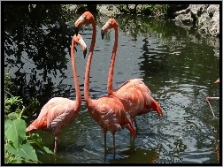 Woda, Trzy, Flamingi