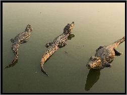Woda, Trzy, Krokodyle