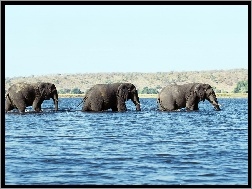 Woda, Trzy, Słonie