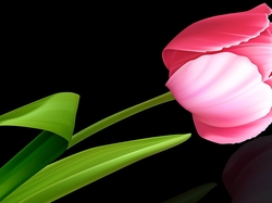 Tulipan, Tło, 2D, Różowy, Kwiat, Czarne