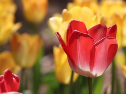 Tulipan, Tulipany, Kwiaty, Czerwony