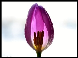 Tło, Tulipan, Białe