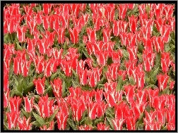 Tulipanów, Białych, Czerwono, Plantacja, Ozdobnych