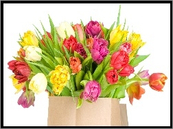 Tulipanów, Rożne, Wiązanka, Kolory