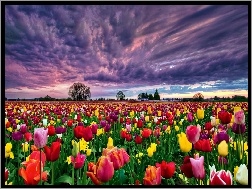 Tulipanów, Chmury, Słońca, Zachód, Uprawa