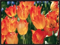 Tulipany