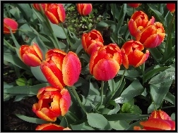 Tulipany