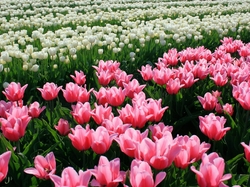 Białe, Tulipany, Różowe