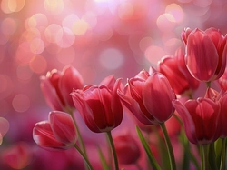 Tulipany, Czerwone, Bokeh