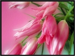 Bukiet, Tulipany, Różowe