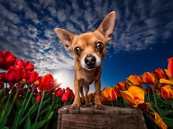 Chihuahua, Tulipany, Promienie słońca, Zbliżenie, Pies, Kwiaty