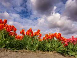 Niebo, Kwiaty, Czerwone, Tulipany, Pomarańczowe, Chmury