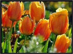 Deszczu, Tulipany, Krople