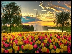 Fontanna, Tulipany, Park