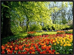 Holandia, Park, Drzewa, Tulipany