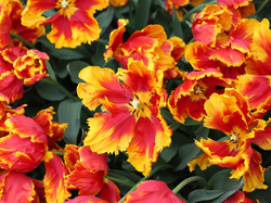 Rozkwitnięte, Żółto-czerwone, Tulipany strzępiaste, Kwiaty