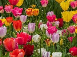 Kolorowe, Tulipany, Kwiaty, Trawa, Płatki