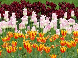 Tulipany, Pomarańczowe, Różowe, Kwiaty, Bordowe