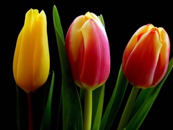 Tulipany, Listki
