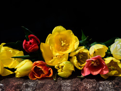 Tulipany, Kwiaty, Murek