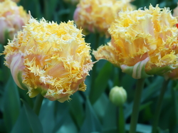 Żółte, Tulipany, Strzępiaste