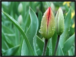 Tulipany, Pączki