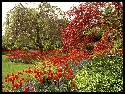 Tulipany, Elżbiety, Królowej, Park, Czerwone