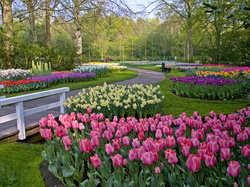 Park, Tulipany, Mostek, Drzewa, Żonkile, Kolorowe, Krzewy