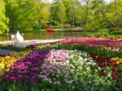 Tulipany, Holandia, Kwiaty, Staw, Park, Drzewa
