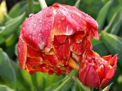 Rosa, Tulipany, Kwiaty