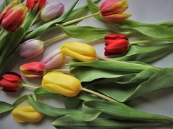 Tulipany, Kwiaty, Rozłożone, Kolorowe