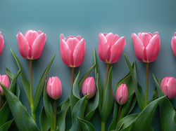 Tulipany, Kwiat, Różowe