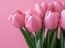 Różowe, Tulipany, Różowe tło, Zbliżenie