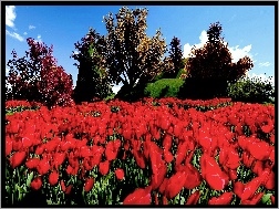 Tulipany, Par, Wiosna, Czerwone