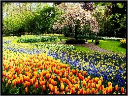 Tulipany, Park, Wiosna, Kwiaty