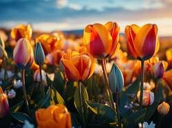 Kwiaty, Tulipany, Zachód słońca, Grafika