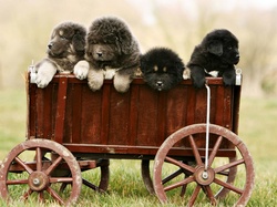 Tybetański, Szczeniaki, Psy, Wózek, Mastiff