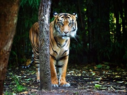 Tygrys, Drzewa