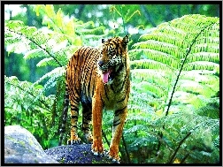 Tygrys, Dżungla
