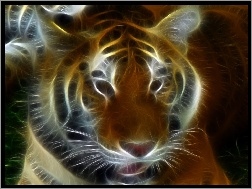 Tygrys, Grafika