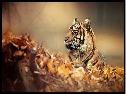 Jesień, Tygrys, Liście
